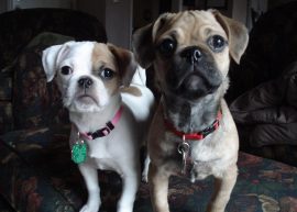ROCKY AND ADRIAN